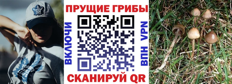 Галлюциногенные грибы мицелий  Горно-Алтайск 